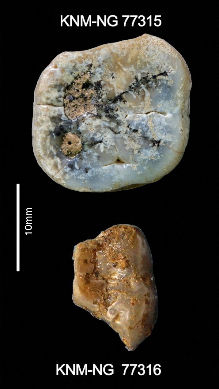 An undated handout image shows Molars from the hominin genus Paranthropus – a cousin of genus Homo – that were recovered from the Nyayanga site in Kenya. Left upper molar (top) was found on the surface at the site, and the left lower molar (bottom) was excavated