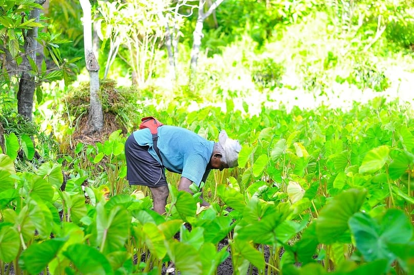 man harvesting plants