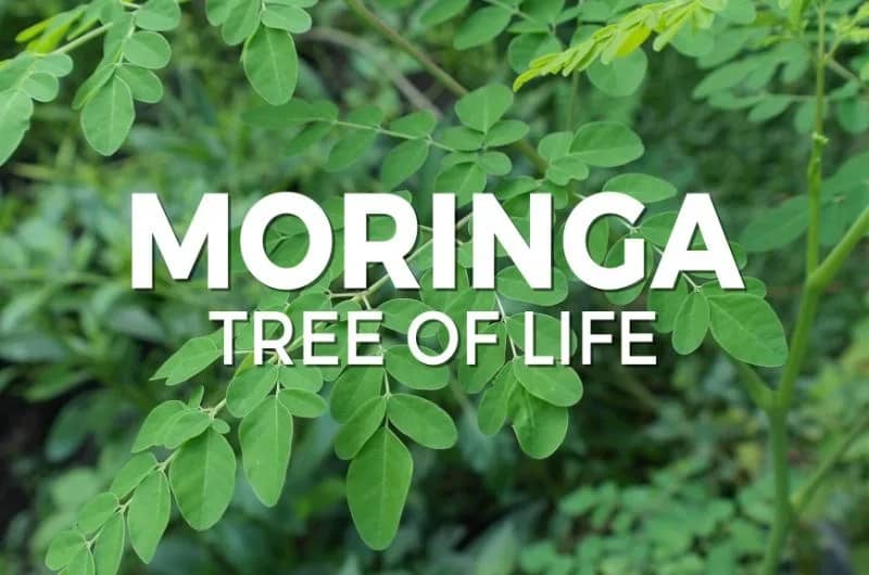 The Benefits of Moringa Trees: Reducing Carbon Emissions and Driving Economic Growth in Communities